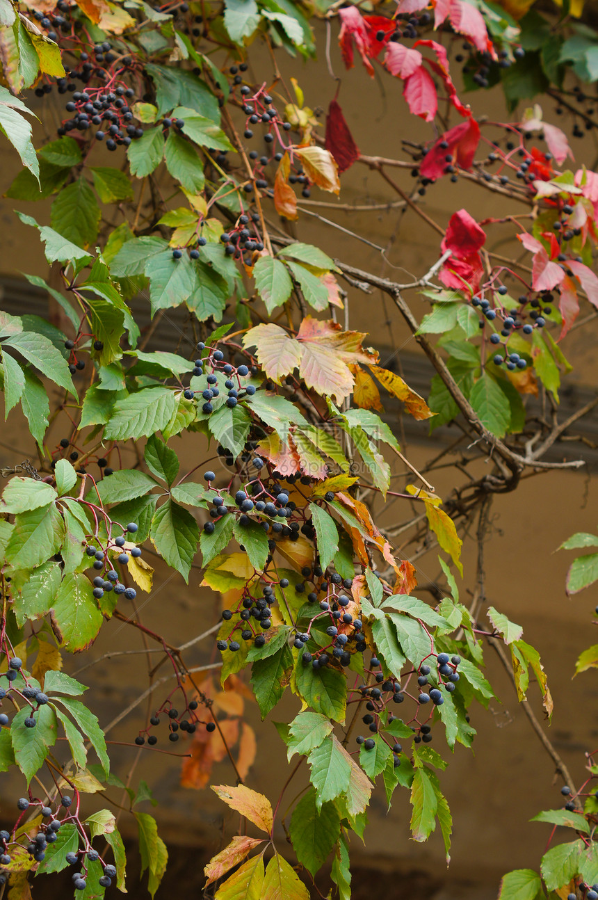 葡萄收成叶子葡萄园植物生长浆果食物栅栏水果大路图片
