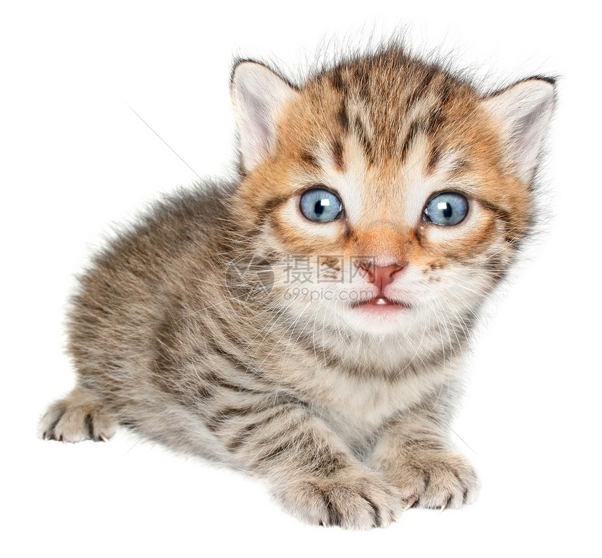 小猫月经期猫科动物猫咪宠物宝贝小动物短发条纹动物图片