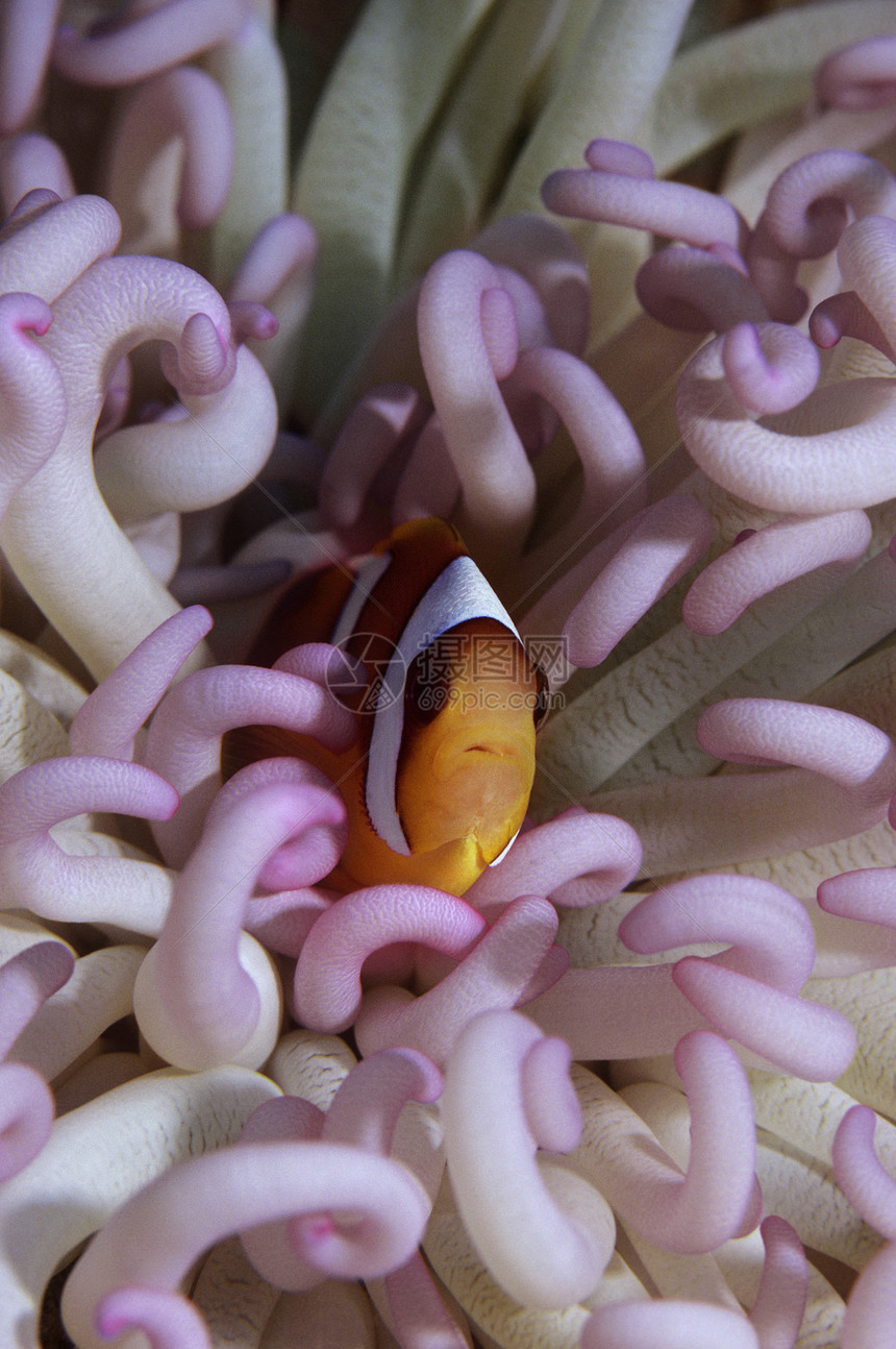 隐藏在海中的小丑鱼野生动物世界动物场景龙虾摄影荒野两栖图片