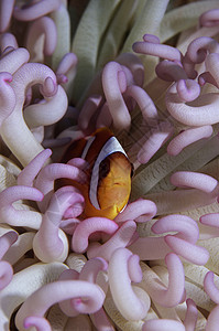 单个鱼素材隐藏在海中的小丑鱼野生动物世界动物场景龙虾摄影荒野两栖背景