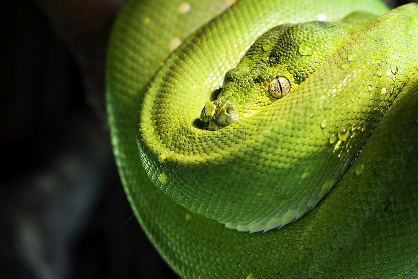 绿树热带玻璃动物群野生动物绿色异国眼睛树叶爬虫容器图片