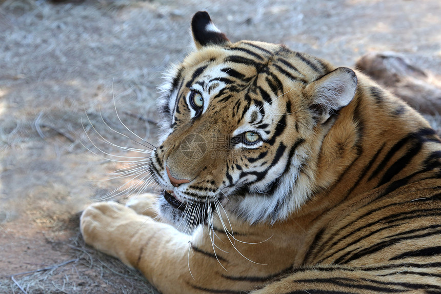 虎虎纵向黑色生物眼睛荒野动物胡须动物园捕食者毛皮猫科图片