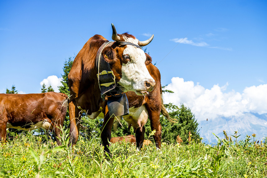 阿尔卑山牛绿色毛皮鼻孔头发牛奶小牛喇叭农场女性哺乳动物图片
