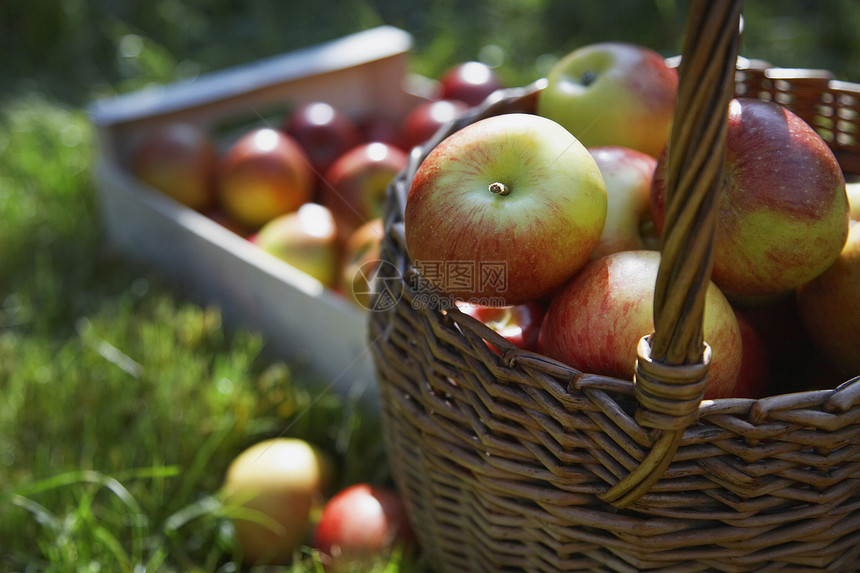 草地上篮子和一箱苹果的详细照片食物季节裁剪农场收成果园水果农村盒子图片