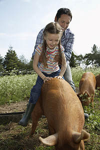 骑牛孩子父亲微笑 帮助女儿骑猪在天上飞翔背景