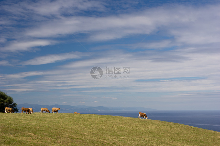 奶牛国家悬崖场景天空农业土地草地场地农村蓝色图片