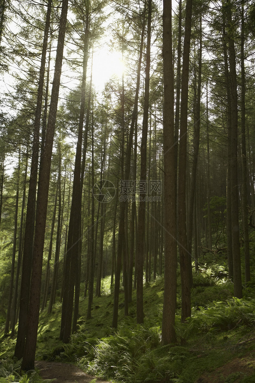 阳光照耀着森林中的树木生命太阳光晴天光线摄影针叶林森林自然世界太阳光线内心图片