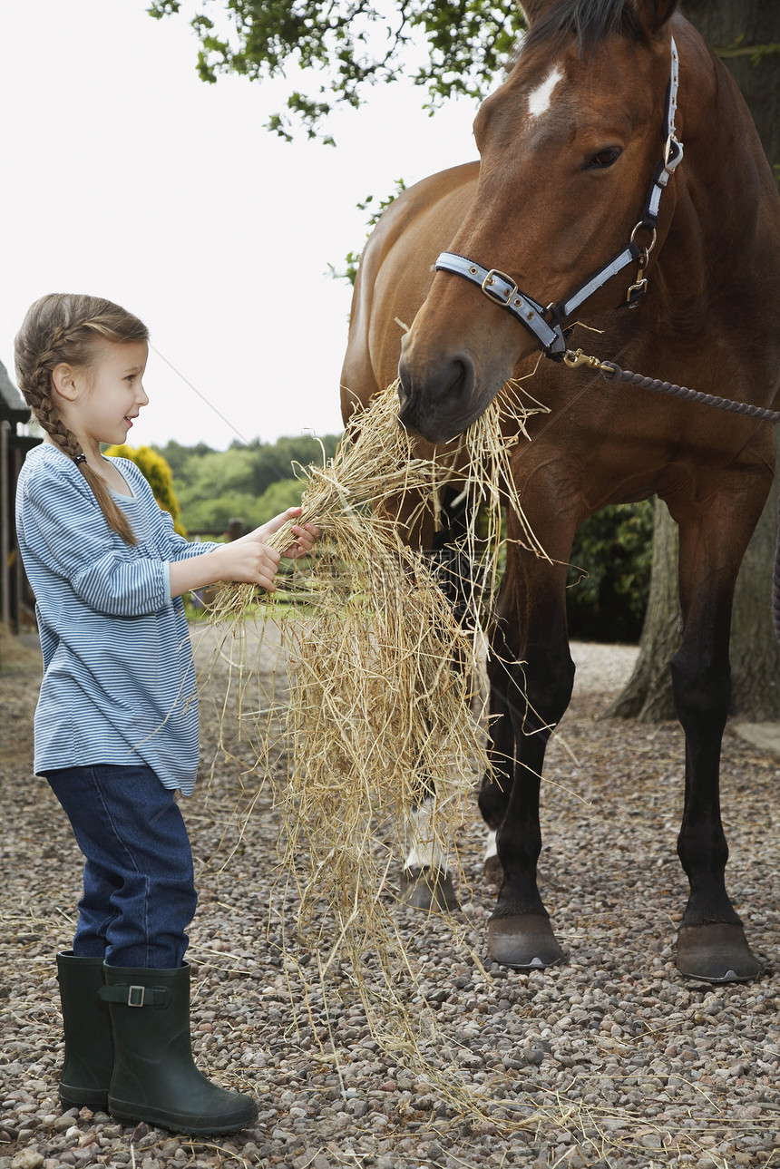 一个小女孩喂马干草的全长侧视角图片
