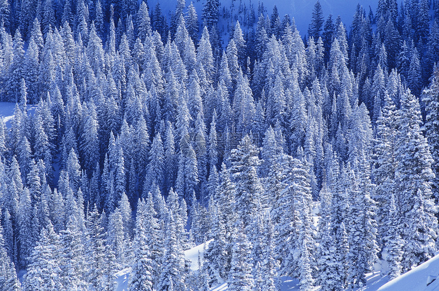 雪上高起的风景中的松树图片