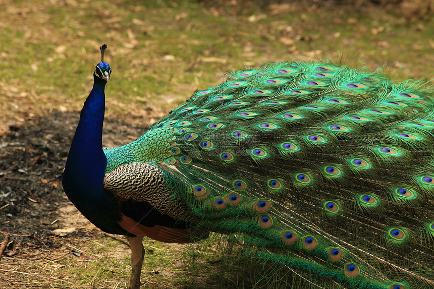 孔雀热带绿色活力男性羽毛动物尾巴野生动物脖子水平图片