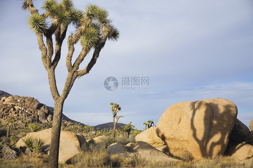 沙漠中的约书亚树和岩石图片