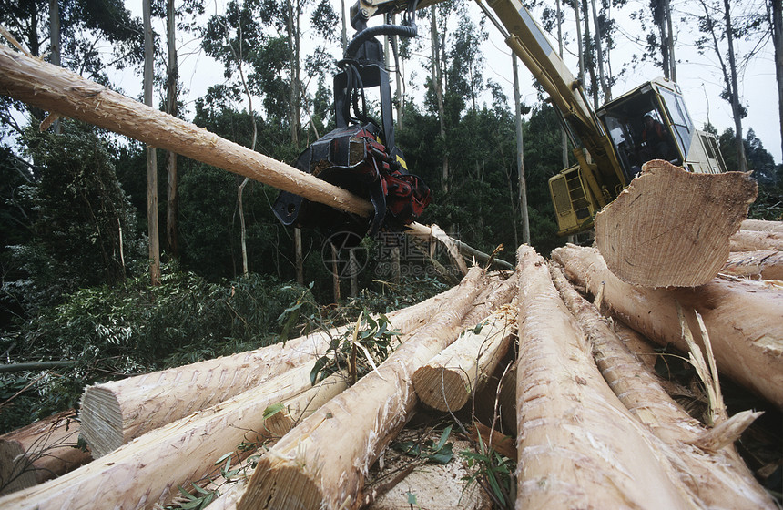 Eucalyptusbluegum植物树正在采伐 以砍柴运输记录卡车木材环境问题木头森林日志破坏环境图片