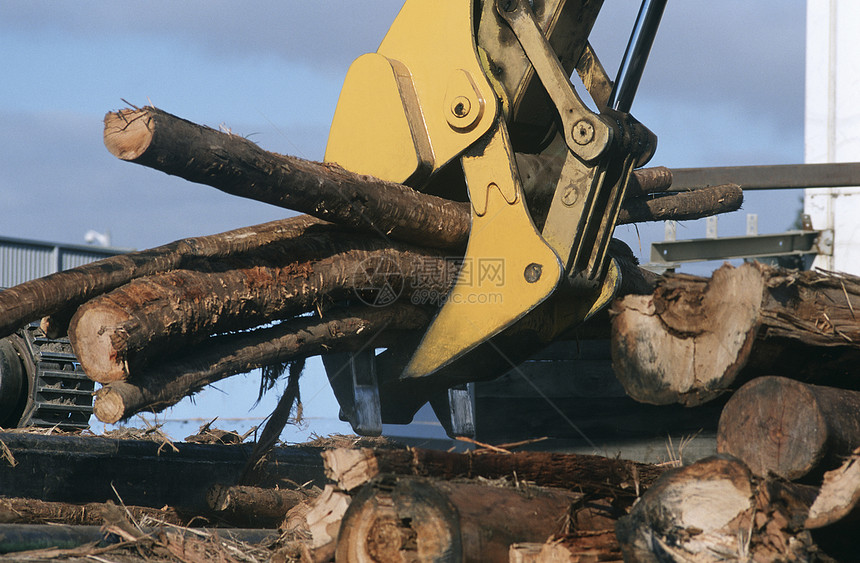 Eucalyptus植物蓝宝石正在准备用于木柴采伐的树木木材日志运输环境问题桉树森林破坏环境木头记录图片