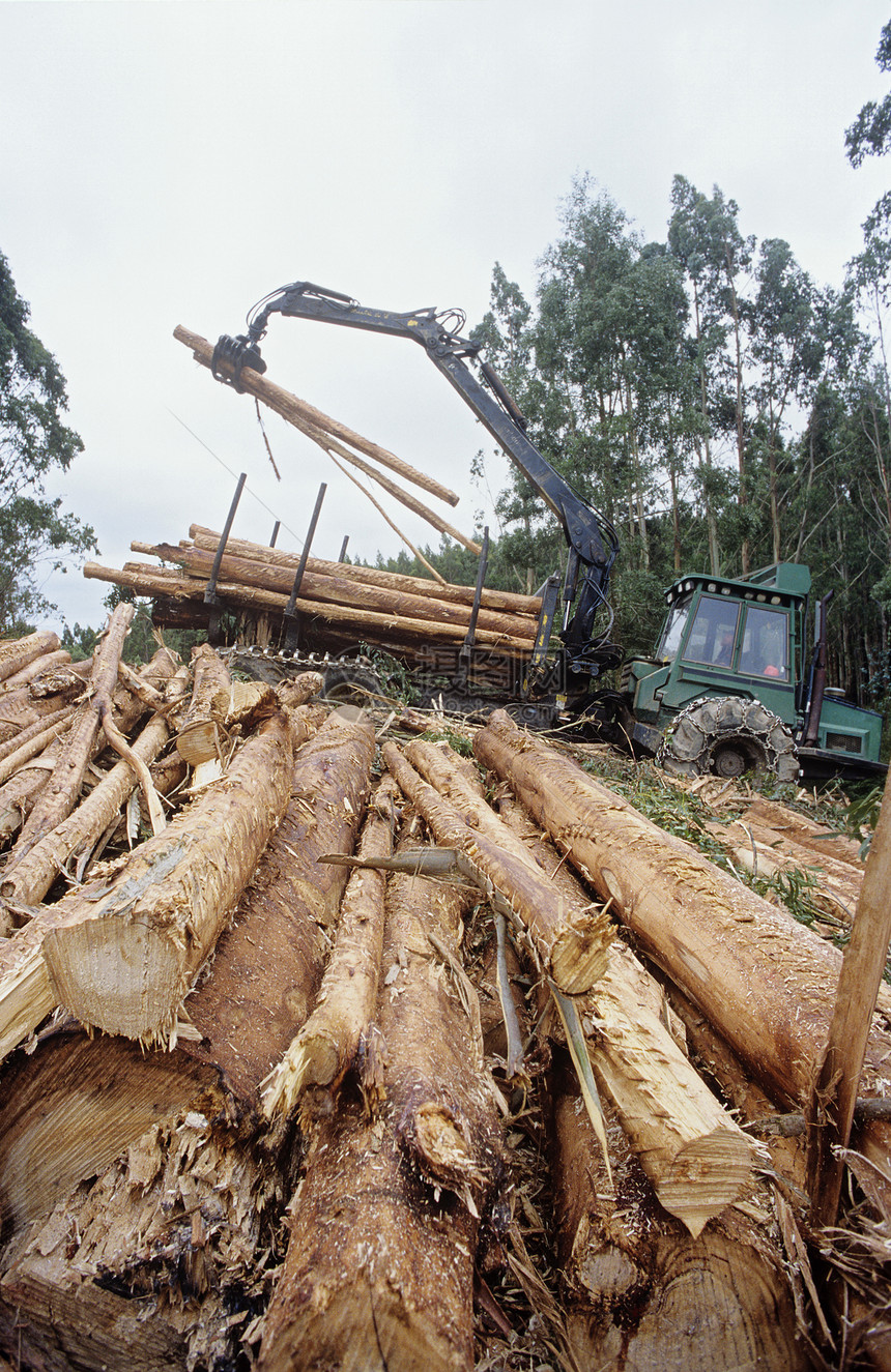 Eucalyptus植物蓝金树 采伐以伐木为目的机械记录桉树森林木头起重机种植园环境问题树木工业图片