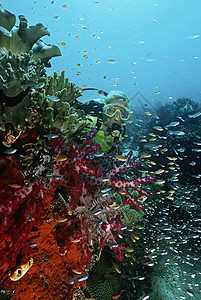 四王群岛印度尼西亚太平洋女潜水员在珊瑚礁旁游泳活动成人大海海洋头发娱乐勘探动物休闲长发背景图片