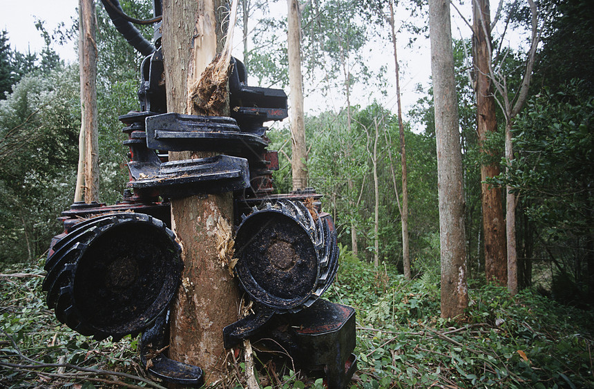 Eucalyptusbluegum植物树正在采伐 以砍柴木头木材树木桉树环境问题环境运输破坏机械森林图片