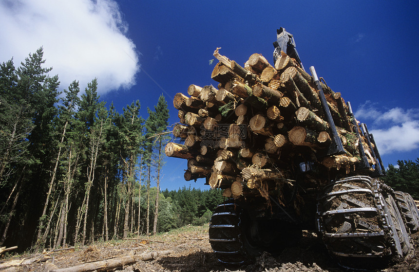 Eucalyptus植物蓝金树 采伐以伐木为目的设备蓝天环境问题卡车运输桉树种植园日志森林工业图片