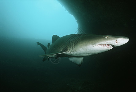 印度洋 南非 水下洞穴中的沙虎鲨鱼背景图片
