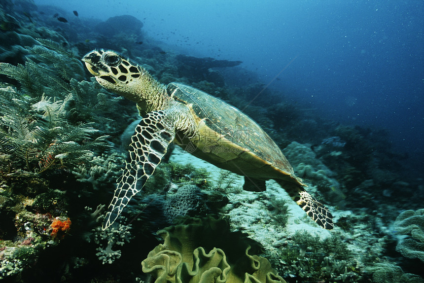 四王群岛印度尼西亚太平洋玳瑁 在珊瑚礁上游弋图片