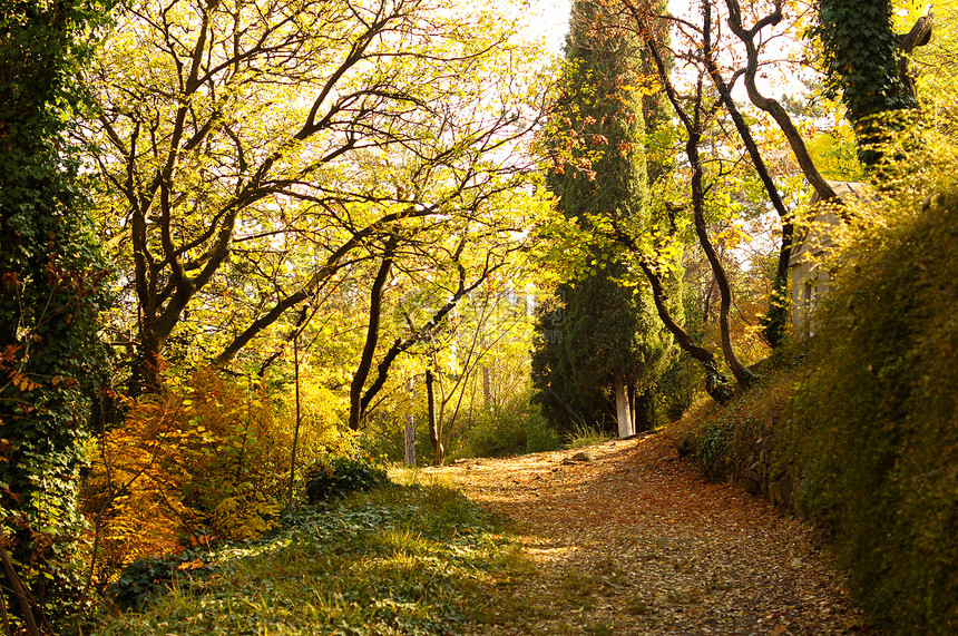 公园路环境车道森林晴天木头金子国家小路橙子阳光图片