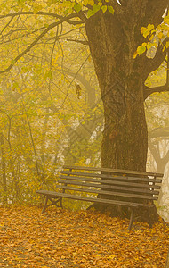 福吉公园和长凳背景图片