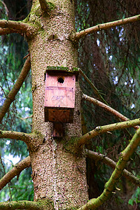 鸟类之家房间乡村盒子蓝色房屋野生动物木头花园绿色白色背景图片