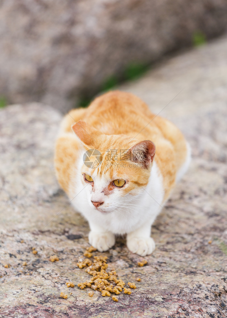 街头猫食食食物毛皮小猫哺乳动物石头头发街道岩石宠物图片