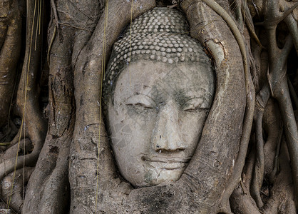 佛头在班扬树上宗教废墟精神文化纪念碑树干佛教徒寺庙地标雕塑背景图片