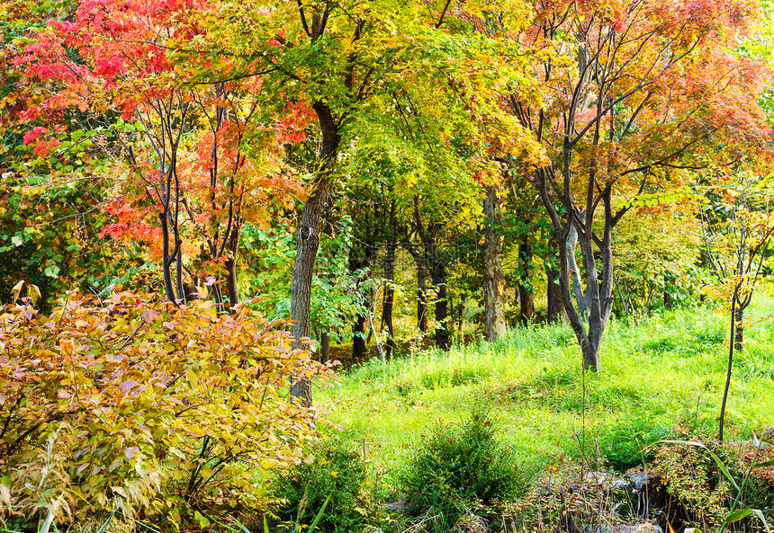 秋天丰富多彩的森林图片