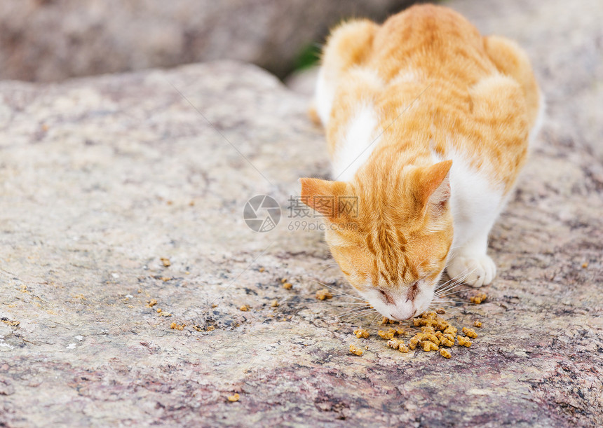 街头猫食食食物宠物小猫岩石头发石头街道毛皮哺乳动物图片