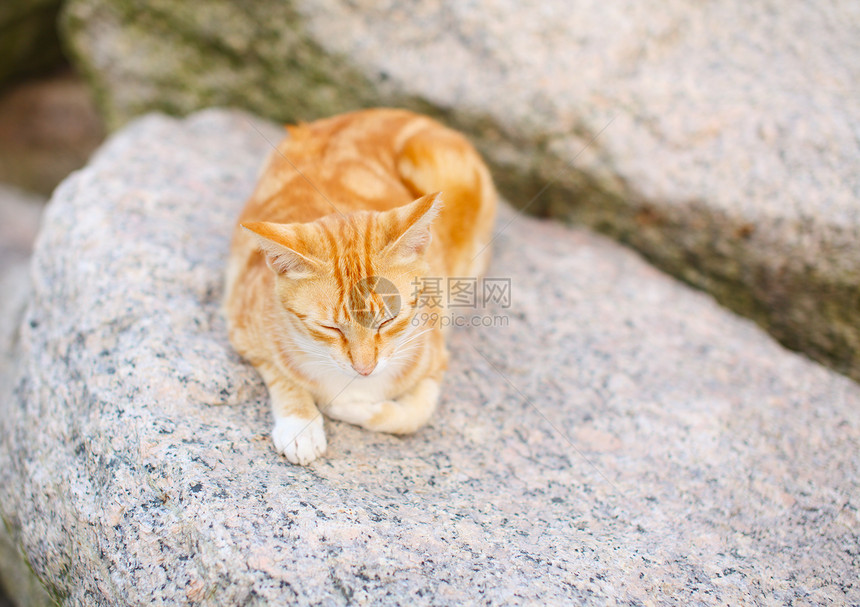 沉睡猫在岩石上头发小猫石头毛皮哺乳动物宠物街道休息图片