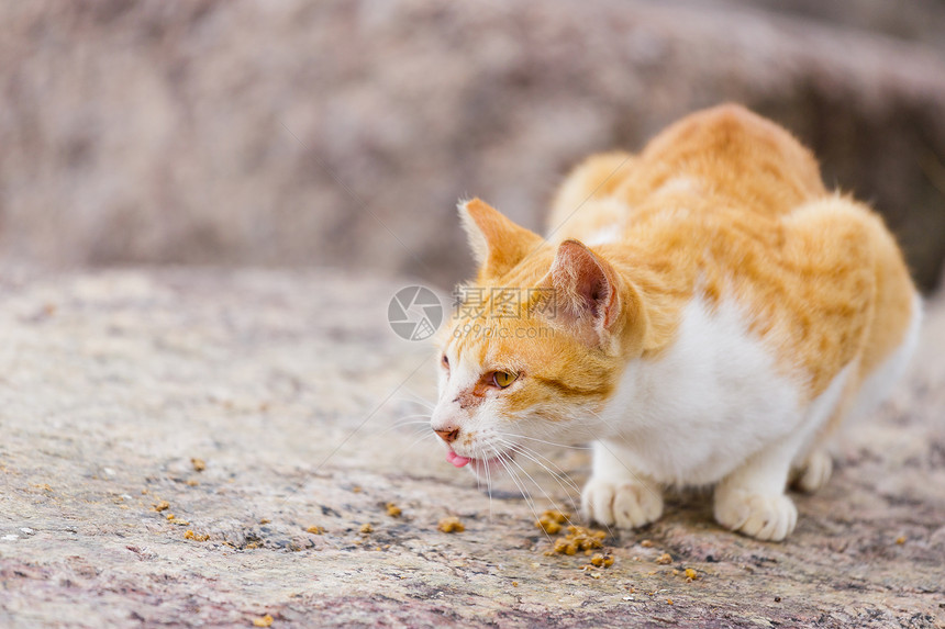 街头猫喂养食物图片