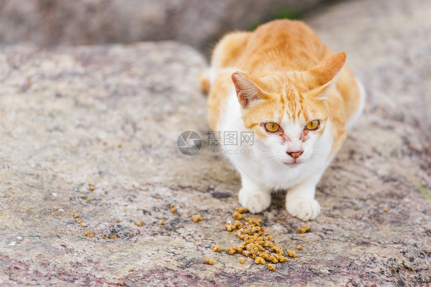 街头猫食食食物街道毛皮岩石石头哺乳动物小猫头发宠物图片