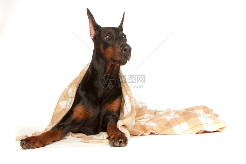 有病的狗在毯子下 孤立在白色上沮丧疾病用品病人医院动物猎犬悲伤卫生打败图片