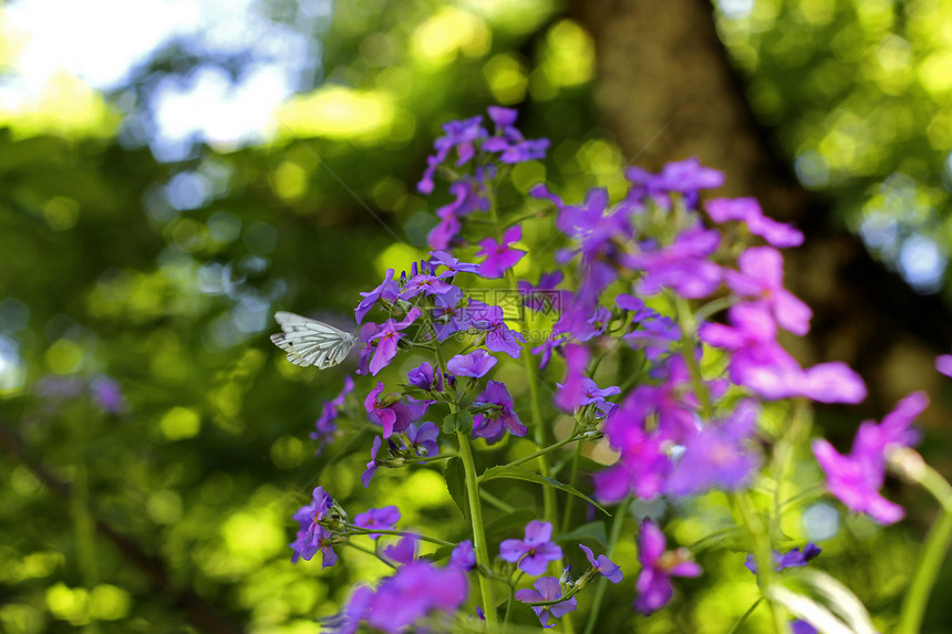夏日草原上的青花蝴蝶蓝色天气花园植物翅膀昆虫动物野生动物晴天场地图片
