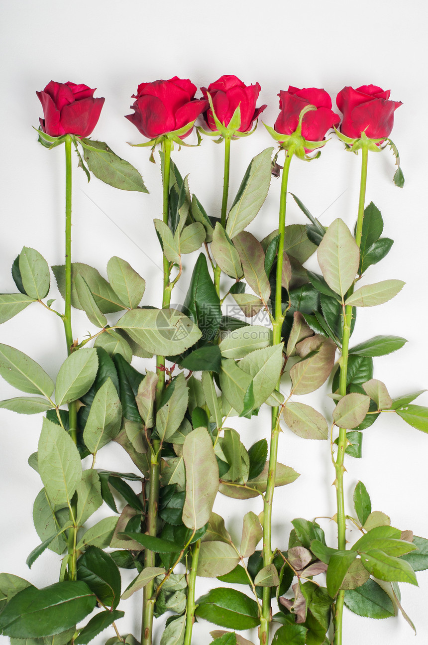 红玫瑰工作室花瓣叶子照片绿色红色浪漫植物群热情周年图片
