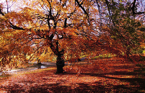 秋色场景叶子橙子树叶树木公园风景活力季节性榉木背景图片