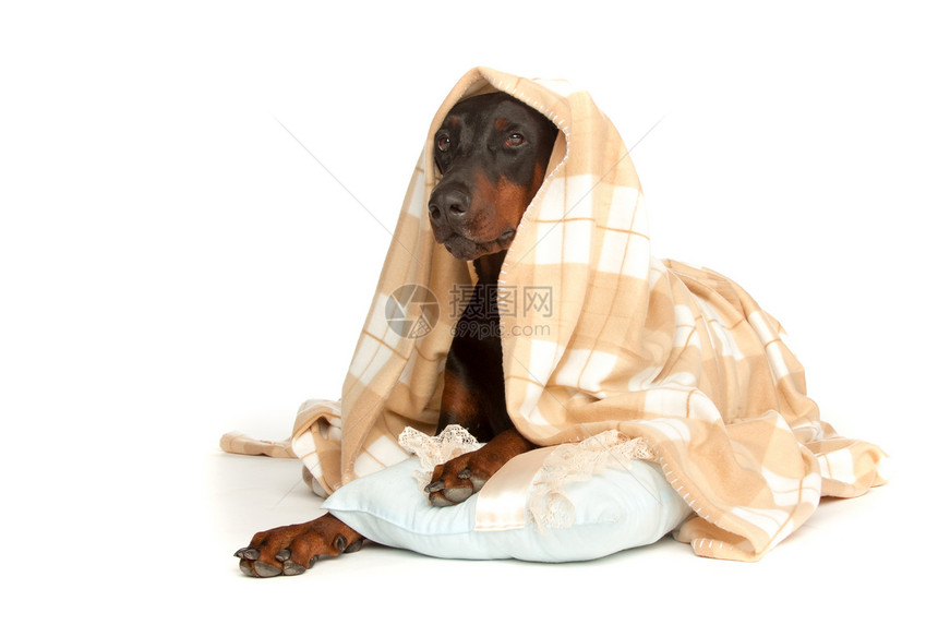 有病的狗在毯子下 孤立在白色上哺乳动物卫生悲伤保健用品动物疾病猎犬思维药品图片