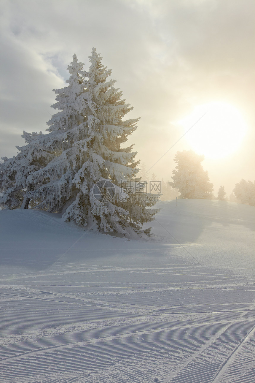 冬季森林爬坡环境场景辉光风景薄雾松树冻结冻伤滑雪图片