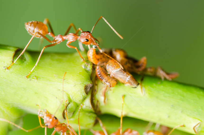 红蚂蚁和虫在叶子上绿色漏洞环境野生动物昆虫红色花园工人黑色宏观图片