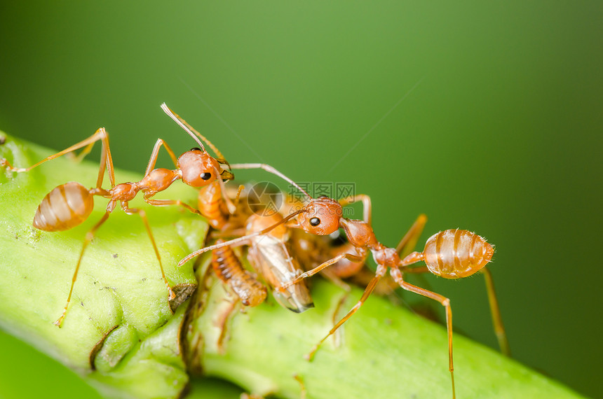 红蚂蚁和虫在叶子上漏洞红色昆虫黑色宏观环境花园绿色野生动物工人图片