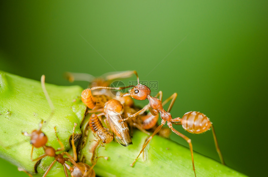 红蚂蚁和虫在叶子上昆虫绿色工人环境漏洞宏观黑色红色花园野生动物图片
