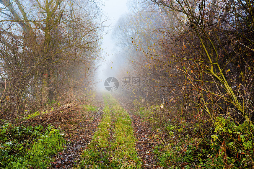 穿越富饶的脆弱森林的国家道路魔法环境季节踪迹植被薄雾小路木头农村风景图片