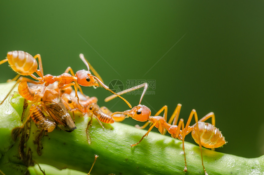 红蚂蚁和虫在叶子上昆虫红色工人漏洞花园绿色宏观环境黑色野生动物图片