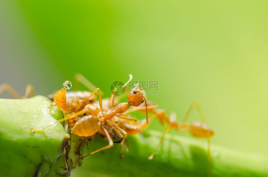 红蚂蚁和虫在叶子上宏观野生动物黑色绿色工人环境花园昆虫红色漏洞图片