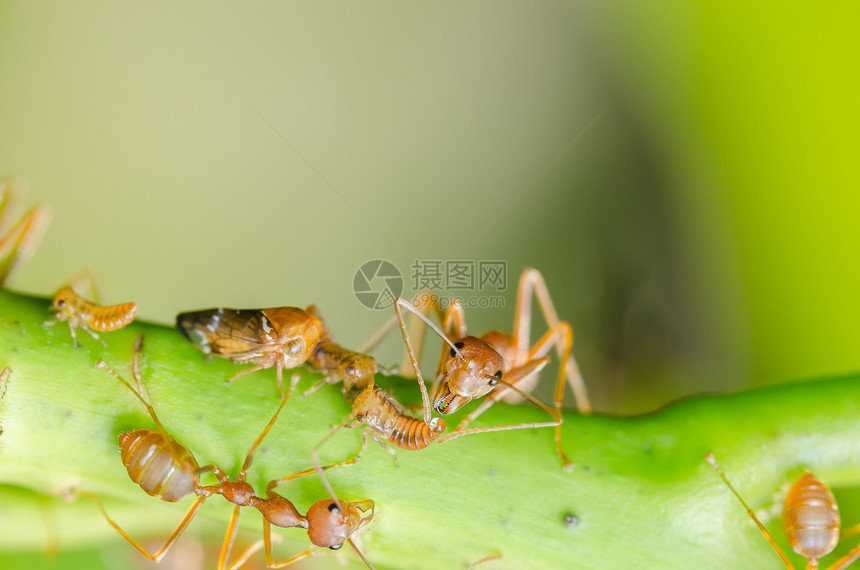 红蚂蚁和虫在叶子上昆虫绿色漏洞野生动物黑色红色宏观环境花园工人图片