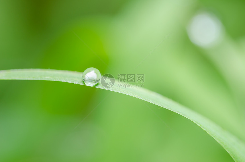 叶叶和水滴生活植物草地花园液体生长绿色生态叶子宏观图片