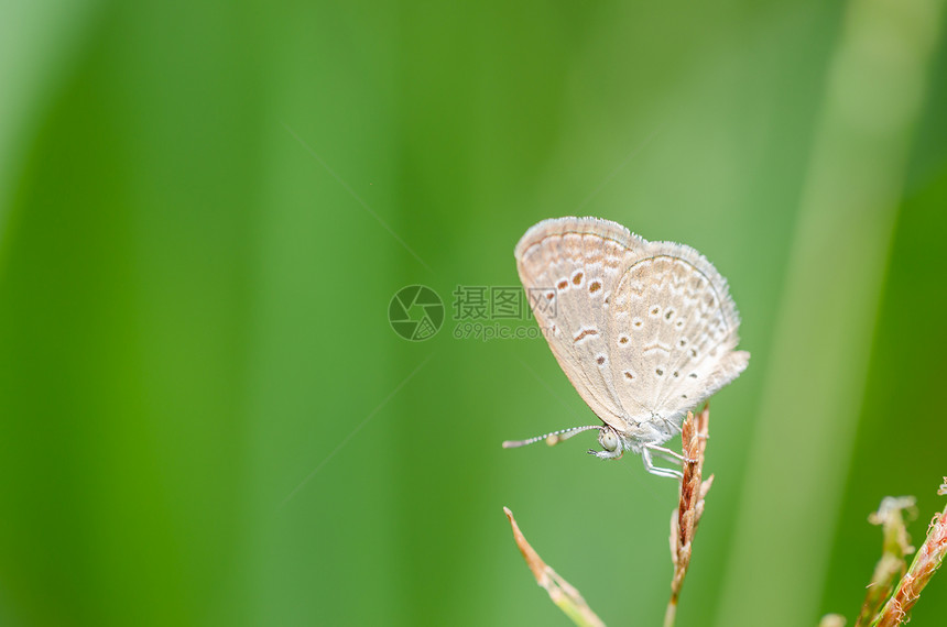 自然中的蝴蝶宏观环境花园草地生活昆虫漏洞绿色野生动物翅膀图片