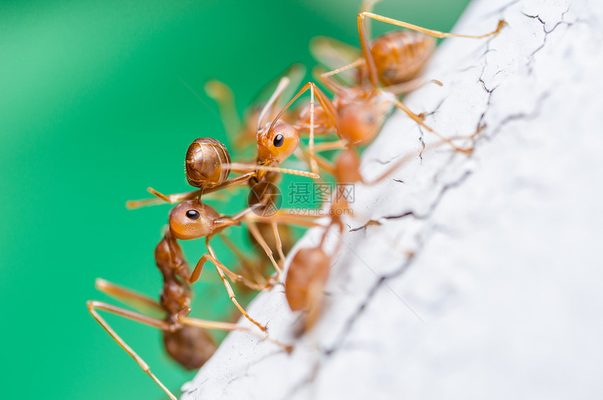 墙上的红蚂蚁黑色工人花园绿色漏洞红色昆虫环境野生动物宏观图片