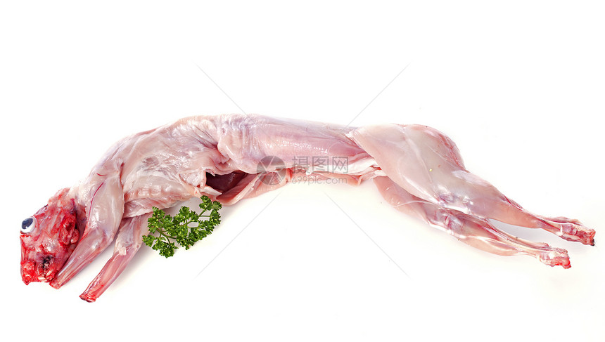 兔子肉草本植物工作室食物香菜兔肉饮食图片